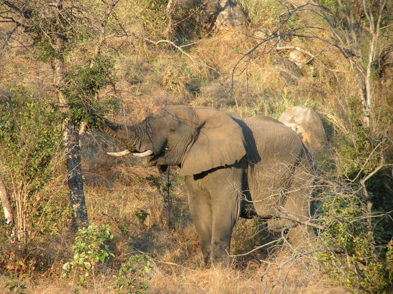 Ochtend en avond game drive