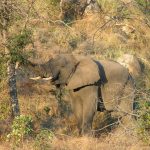Ochtend en avond game drive
