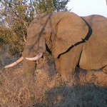 Naar Kruger