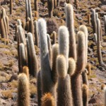 Vakantiefoto’s Bolivia en Peru