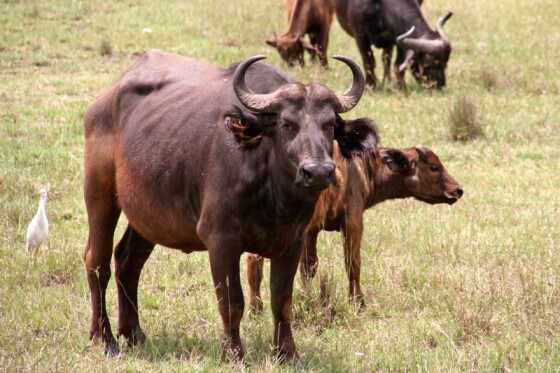 Buffels