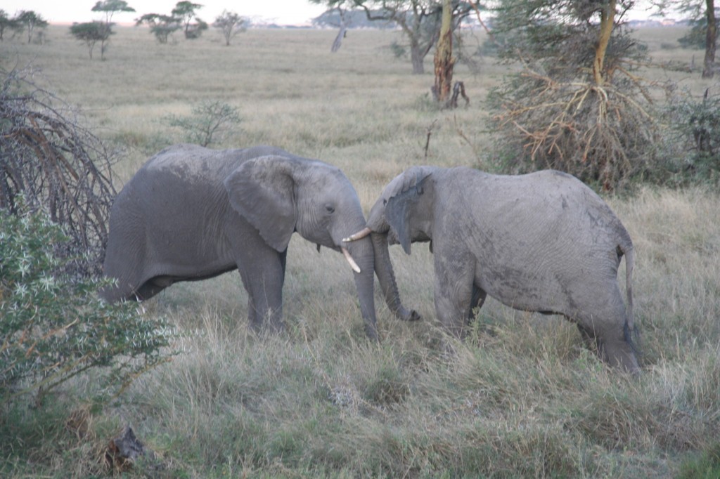 Op safari