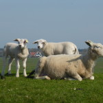 Terschelling schapen
