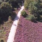 Heide in volle bloei (DJI Phantom Vision 2)