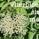 Vlierbloesemsiroop maken