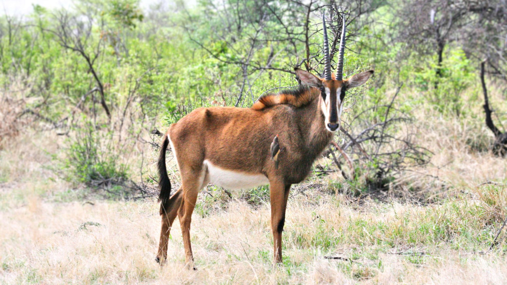 Groot Afrikaanse Antilope Overzicht beslog