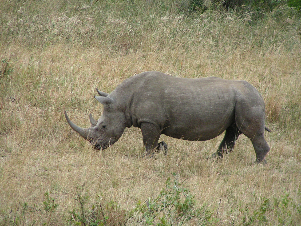 Hluhluwe boottocht en game drive